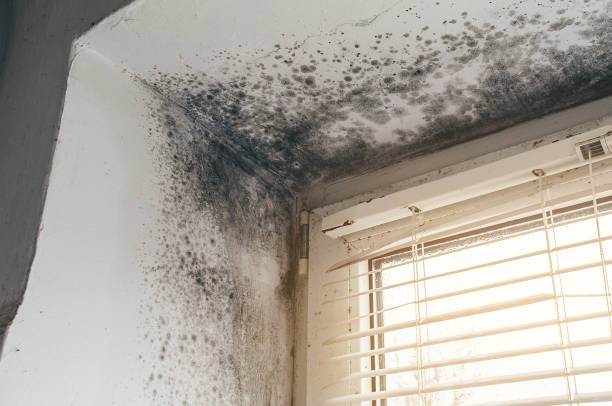 Affordable Mold Cleanup solutions in Fairview, GA